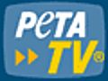 Joanna Krupa de Dancing With the Stars est un ange pour les animaux dans sa nouvelle affiche sexy pour PETA France | BahVideo.com