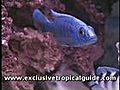 Tropical Aquarium - Fish Selection Advice | BahVideo.com