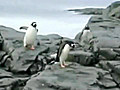La vita da pinguino in presa diretta | BahVideo.com