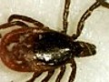 New Infectious Disease From Ticks | BahVideo.com