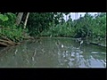 WNF - Laat de Amazone leven  | BahVideo.com