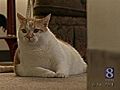 Cat Saves Woman s Life | BahVideo.com