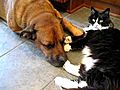 Oscar amp Sylvia make out Part 2 Cat on Dog lovin  | BahVideo.com