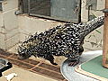 Animals Prehensile-tailed Porcupine | BahVideo.com