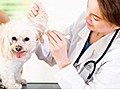 Your puppy s first veterinary visit | BahVideo.com