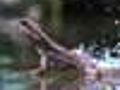 Jesus Christ lizard walks on water | BahVideo.com