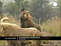 inan lmaz aslan sevgisi | BahVideo.com