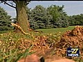 Amazing Cumberland Lightning Bolt | BahVideo.com