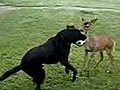 Dog and Baby Deer Play Football | BahVideo.com