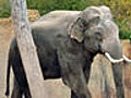 Folge 149 Ein Elefantenbulle im Schneckenhaus | BahVideo.com