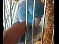 Petting and massaging a bird | BahVideo.com