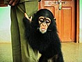 Man Adopts Baby Chimpanzee | BahVideo.com