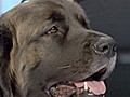 Distinguished canines converge on NYC | BahVideo.com