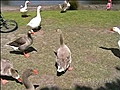 Silly goose | BahVideo.com