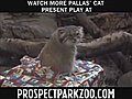 Holiday Gifts for Pallas&#039; Cats at the Prospect Park Zoo | BahVideo.com