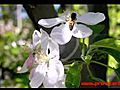 Cherry Flower amp Bee | BahVideo.com