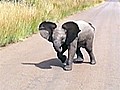 Baby elephant plays to the camera | BahVideo.com