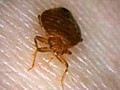 How to protect against bedbugs when traveling | BahVideo.com