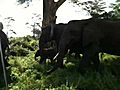 Elephants in Tanzania | BahVideo.com