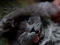 The Catatonic Cat | BahVideo.com