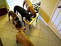 Pitbulls table manners | BahVideo.com