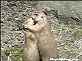 Hayvanlarda Ask-i Memnu etkisi yayiliyor  | BahVideo.com
