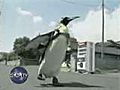 Pet Penguin in Japan | BahVideo.com