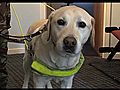 Record-breaking guide dog up for top award | BahVideo.com