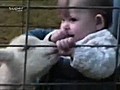 Minik bebek ve sevimli kuzu | BahVideo.com