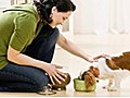 How to take care of your puppy | BahVideo.com
