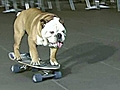 Dogs on Wheels | BahVideo.com