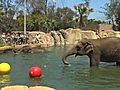 Elephant Pool Party | BahVideo.com
