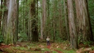 Can We Rescue the Redwood Trees  | BahVideo.com