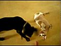Pitbull puppy vs rottweiler puppy | BahVideo.com
