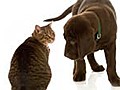 How to introduce a new cat to your other pets | BahVideo.com