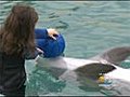 Aquatic Adventures Children with Cancer Meet Echo the Dolphin | BahVideo.com
