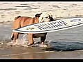 Dog Is Better Than You At Boardsports | BahVideo.com