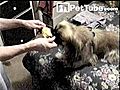 DOG EATS CORN ON THE COB  | BahVideo.com
