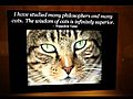 Timeless Wisdom on Cats - video 2 | BahVideo.com