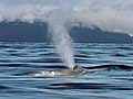 Blue Whales Migrate North to Alaska | BahVideo.com