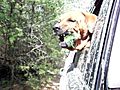 Dog attacks trees funny  | BahVideo.com