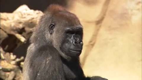 New Gorilla at Park | BahVideo.com