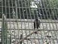 Parrot Club | BahVideo.com