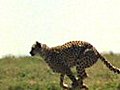 10 Fastest Creatures On Earth | BahVideo.com