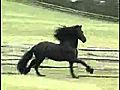 horses beauty | BahVideo.com