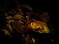 Imortal Fish Part 2 | BahVideo.com
