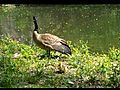 Goslings with their Mom and Dad | BahVideo.com