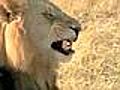 Botswana wild | BahVideo.com