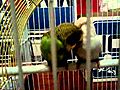 My lovely budgies kissing each other | BahVideo.com