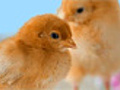 Baby chicks standing in front of a blue  | BahVideo.com